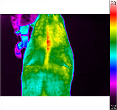 Thermografische Aufnahmen eines Pferdes